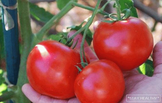 Rajčica "Crvenkapa": opis,karakteristike i agrotehnologija. Sveobuhvatna briga za raznolikost rajčice"Crvenkapica"